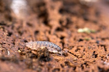 Small crustacean common woodlouse (Oniscus Asellus) on a rotten stump. Macro.