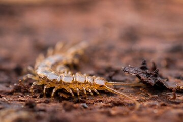 A small centipede on a rotten stump. Macro. High definition.