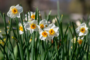 Obraz premium Narcissus tazetta paperwhite bunch flowered daffodil in bloom, early spring flowering white yellow plant