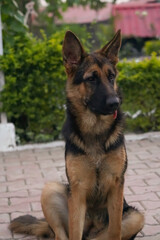 young female german shepherd is sitting in farm house
