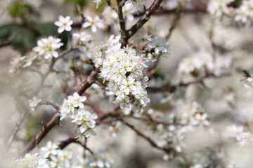 Obraz na płótnie Canvas A Blackthorn or sloe tree in full bloom. Focus is on centre. Focus is surrounded by bokeh flowers in sunshine. Botanical name Prunus spinosa
