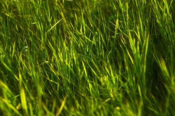 Wild plants and flowers close-up, early spring on a warm sunny day, bright beautiful background