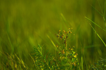 Wild plants and flowers close-up, early spring on a warm sunny day, bright beautiful background
