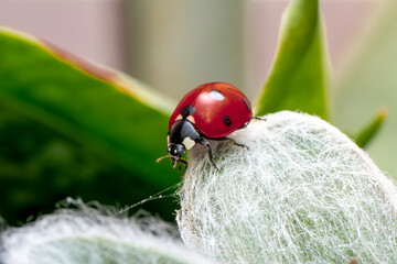 Extreme macro shots, Beautiful ladybug on flower leaf defocused background.