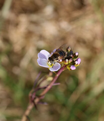 Front view of a hoverfly gathering nectar from flowers. Scientific name Eristalis nemorum