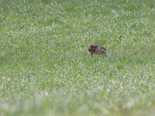 A hare hiding in the morning dew covered grass. Scientific name lepus europaeus.