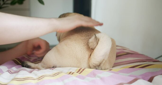Owner is stroking cute pug dog. Pug dog wagging its tail. Feeling happy, great mood. Body language. High spirits. Dog loves owner. Reaction to its owner. 