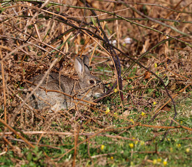 A very well camouflaged European rabbit. Scientific name Oryctolagus cuniculus. Rabbit is hiding amongst dead fern stalks and brambles.