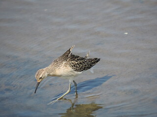Sandpiper in search of prey.