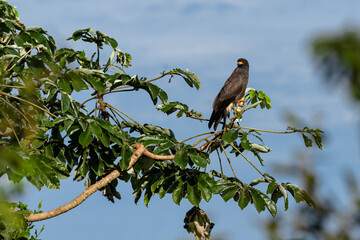 Snail-Kite perched on embauba branch, with blue sky in the background