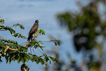 Snail-Kite perched on embauba branch, with blue sky in the background