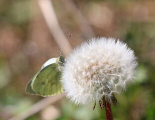 A male Large White butterfly scientific name Pieris brassica gathers proteins and moisture from a dandelion head.