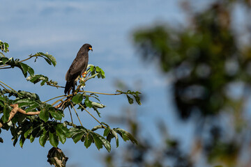 Snail-Kite perched on embauba branch, with blue sky in the background