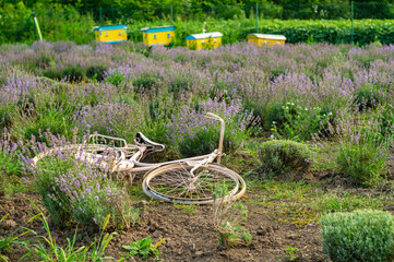 Bee hives and bicycle in an apiary on lavender field