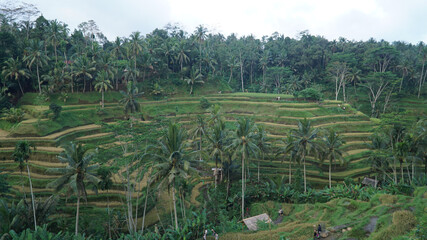 Fototapeta na wymiar Tegalalang Rice Terrace on Bali Island, Indonesia.