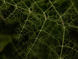 Green Ferns in nature in seville