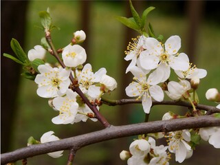 pink and white flowers of fruit tree at spring