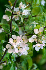 White apple flowers bloom on branches in the garden in spring.