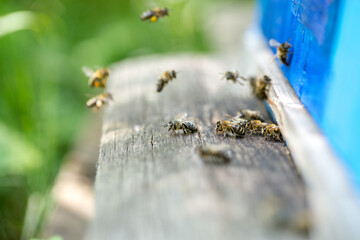 Pszczoły w locie