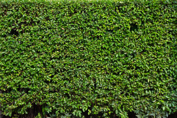 Plant green wall with natural texture in hi resolution, for background.