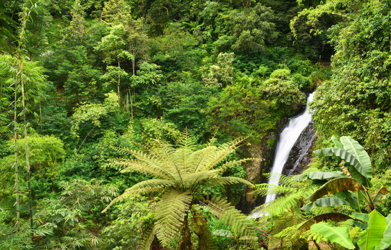 Gitgit Campuhan waterfall in singaraja regency of bali