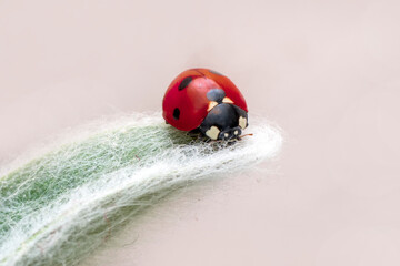 Extreme macro shots, Beautiful ladybug on flower leaf defocused background.