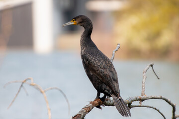 kormoran