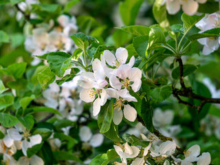 Fototapeta premium White apple flowers bloom on branches in the garden in spring.