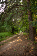 Linden alley outside the city in summer