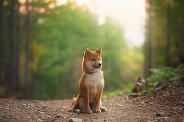 Naklejka na ściany i meble Beautiful shiba inu puppy sitting in the enchanted fall forest at golden sunset. Cute Red shiba inu puppy in autumn
