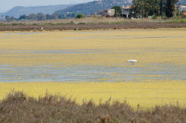 Fototapeta na wymiar flock of flamingos oropos greece wetland