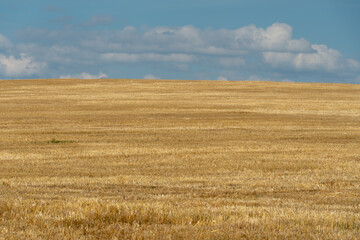 An empty field after harvesting wheat and other crops. Sharp wheat stalks protrude from the ground. End of the harvesting campaign. Beautiful agricultural field. Empty background and a copy place