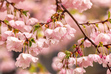 Obraz na płótnie Canvas Beautiful sakura bloom in spring