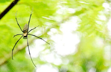 Spider hanging on his net with bokeh background