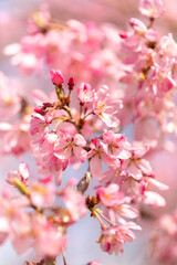 Obraz na płótnie Canvas Beautiful sakura bloom in spring