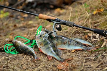 Summer fishing, perch fishing spinning reel on the lake 