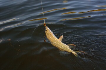 Summer fishing, pike fishing, spinning on the lake 