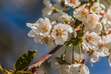 Branch of an apple tree in summer in sunshine. Details of the flowers from the fruit tree. Several flowers in spring. Focus on white petals with flower stems and reddish pistils.