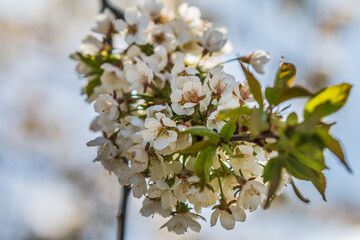 Single branch from an apple tree. Fruit tree with several flowers in spring. Focus on white petals in the shade in sunshine. Green leaves on branch from tree. red pistils when the flower is open
