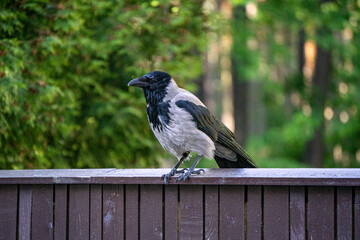 A large crow sits on a wooden fence in a city park.