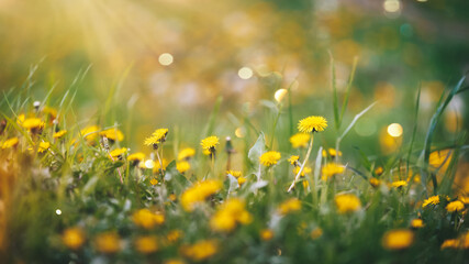 Spring Dandelions Flowers And Grass On Sunset In A Field. Selective focus, copy space