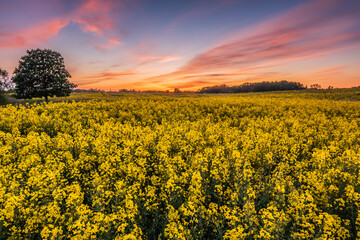 Colorful sunset of a landscape. Field with rape plants at the flowering time in the evening. Trees in the foreground and background. colorful clouds in the sky