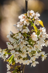 Branch of a fruit tree in spring. Lots of white flowers from an apple tree in sunshine. Open flower with pistil. Green leaves and green flower stems. Pome fruit from the rose family