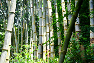Obraz premium Big wild bamboo growth in the jungle