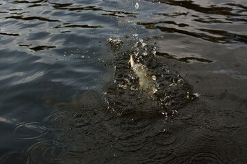Summer fishing, pike fishing, spinning on the lake 