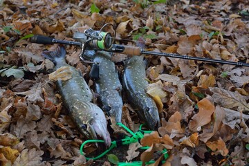 Summer fishing, pike fishing, spinning on the lake 