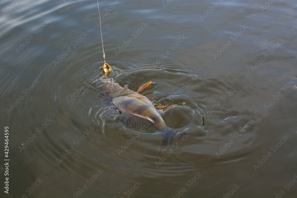 Wall mural summer fishing, perch fishing spinning reel on the lake