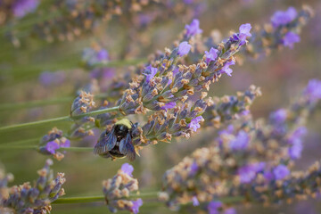 Bees and Lavender in Wine Country
