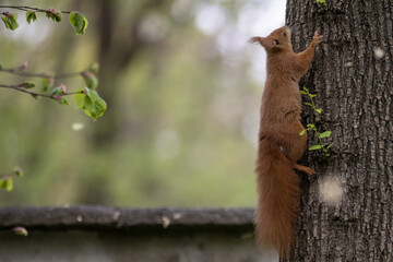 Sciurus Vulgaris (scoiattolo rosso) nel Parco di Monza