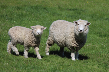 Romneyschaf / Romney sheep / Ovis.